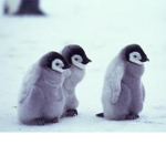 penguins united they united