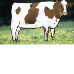 Coows United