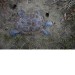 The council of turtle