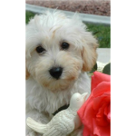 Dog & Puppy Luvers!