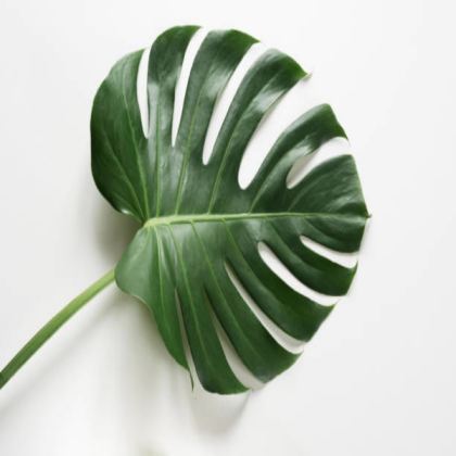 plant aesthetic Roblox decal