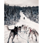 The Alaskan cowboys sledding school