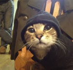 cat eh