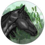 Mystic Oaks Riding Academy