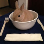 bunnies fanclub number #1
