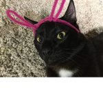 The cat ones Group