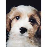 Izzy.dogs