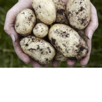 Potatoes of infinity