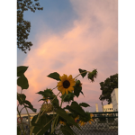 Sunnyxsquad