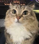 Tabby Cat Inc.