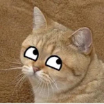 meow appreal