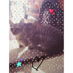TheIceKittens
