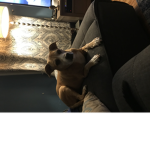 Happy dog (: