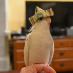 bird friendz
