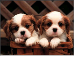 Ambers Amazing Animals