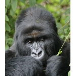 Gorilla are awesome yeaa