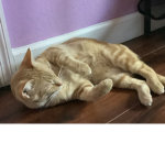 GingyTheCat <3