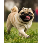The adorable dogs
