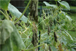 Future Uncoordinated Cucumber Killers