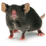The mice!