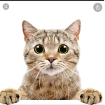 Cat so cool