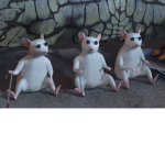 The cool räts