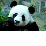 ThePandaSquads