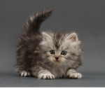 kitten village