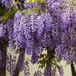 Wisteria Empire