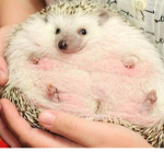 The Hedgehog Kingdom
