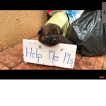 Save dogs. Comm