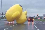 THe DUCks Are STrong