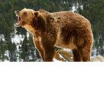 Team grizzly forever