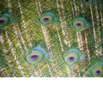 Peacock Beauty