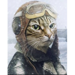Navy aviation corps of cats