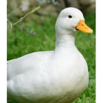 Duck_club!