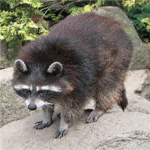 Raccoon Troop