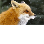 The Club For Fox Fans