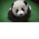 The Panda Squad XD