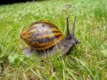Giant African land Snail fan club