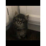 Coolcatcoolcool