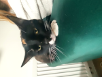 kitti Bella