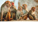 Monkee's