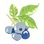 Blueberries_squad