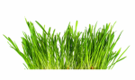 Green Rush