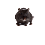 Gerbil fan club!