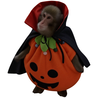 [Code: HPM1] Halloween Pumpkin Monkey