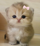 Cute club pusheen