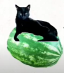 GoofiestGoobers who love cat independance