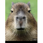 Capybara_gang_boi